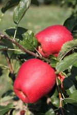 Mollies Delicious - Apple Varieties list a - z  